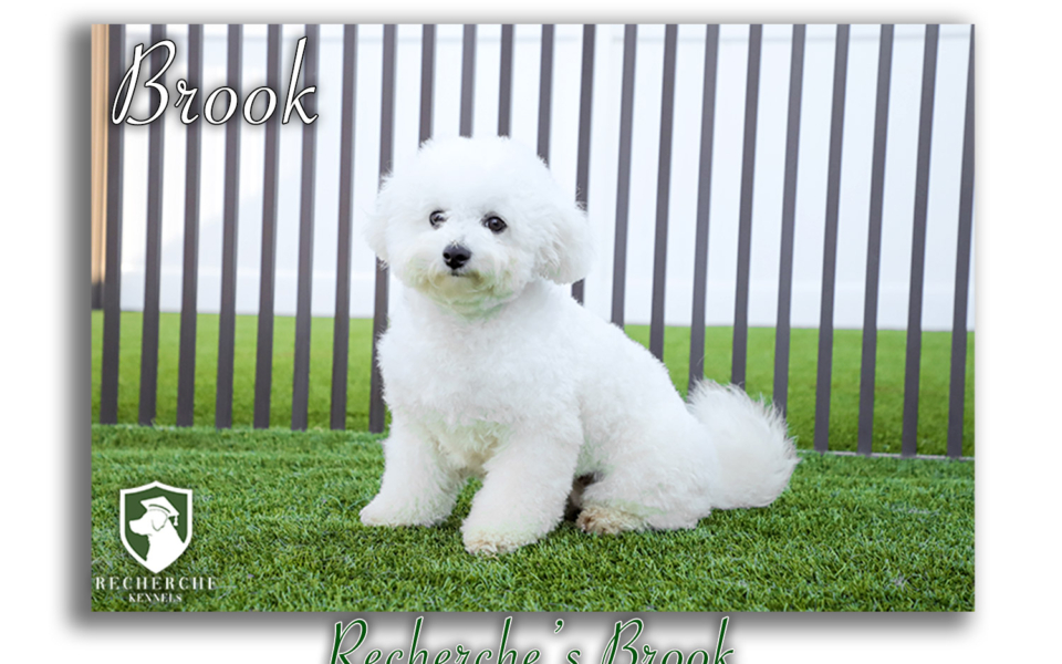 Brook_Web 1