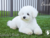 Brook_Web 11