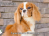 Dickens_Web 1