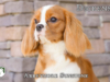 Dickens_Web 3