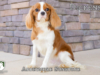 Dickens_Web 4