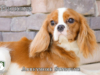 Dickens_Web 5
