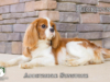 Dickens_Web 7