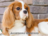 Dickens_Web 8