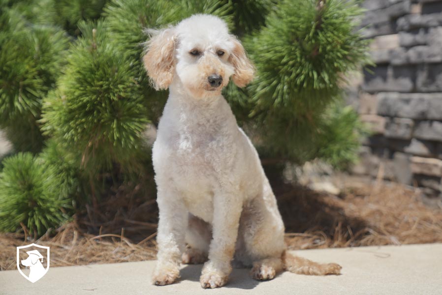 Shelby_ 6.17.26-06531
