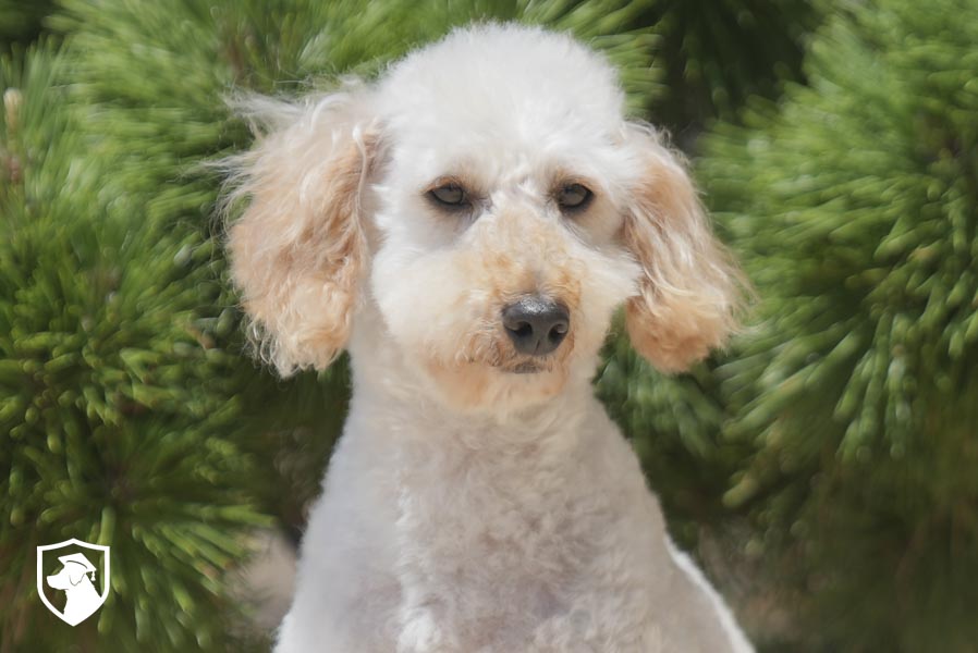 Shelby_ 6.17.26-06533