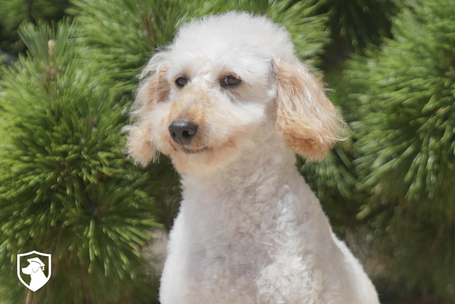 Shelby_ 6.17.26-06535
