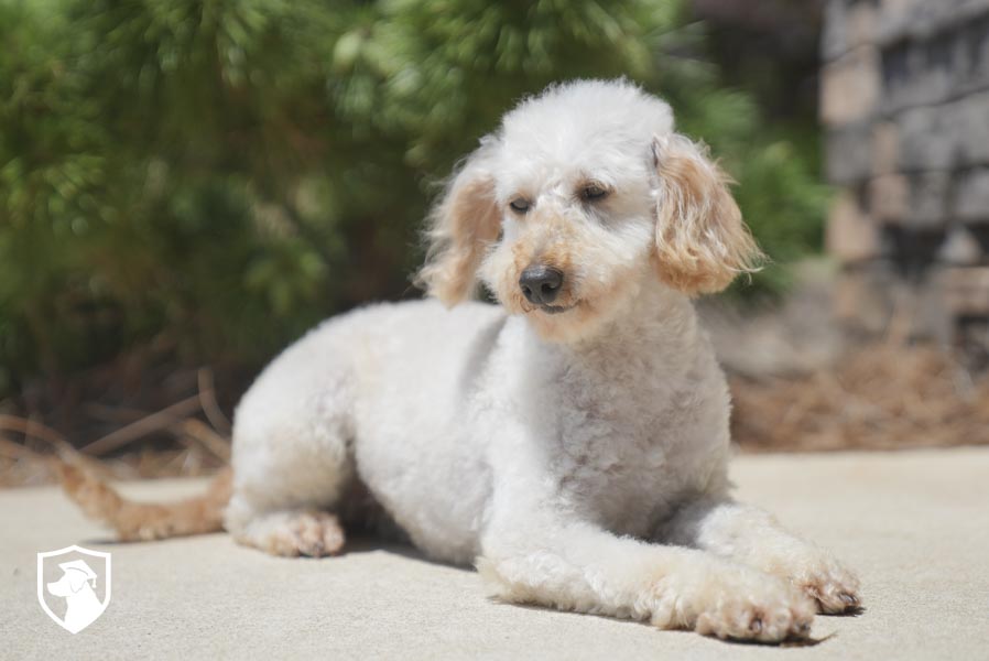 Shelby_ 6.17.26-06579