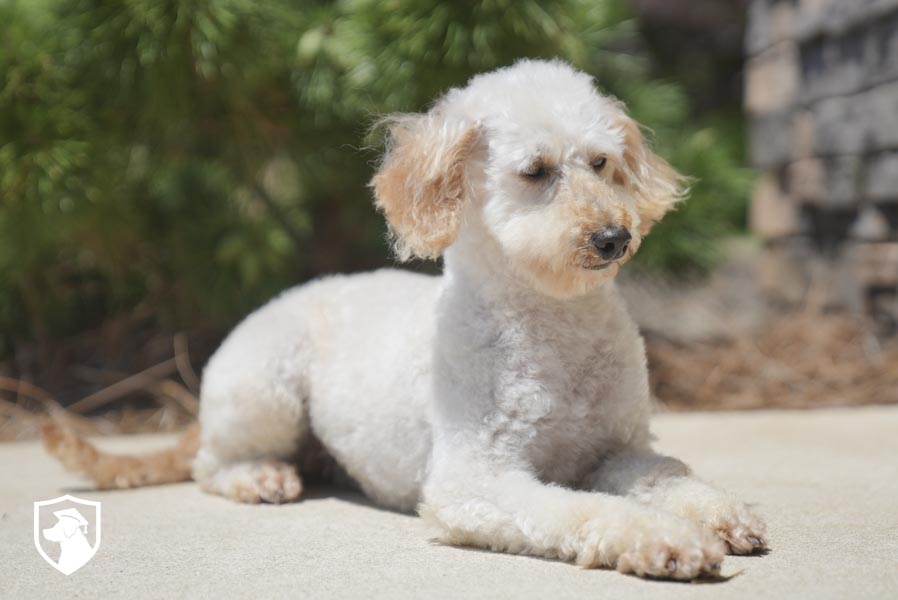 Shelby_ 6.17.26-06583