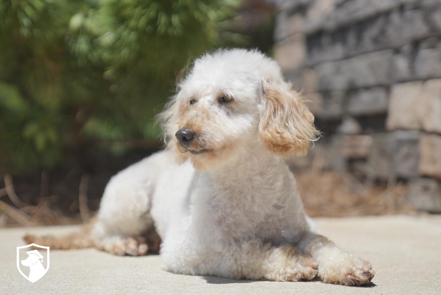 Shelby_ 6.17.26-06593