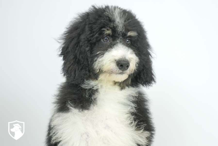 Sybil_Feb26_Brown_ 6.3.26-05687