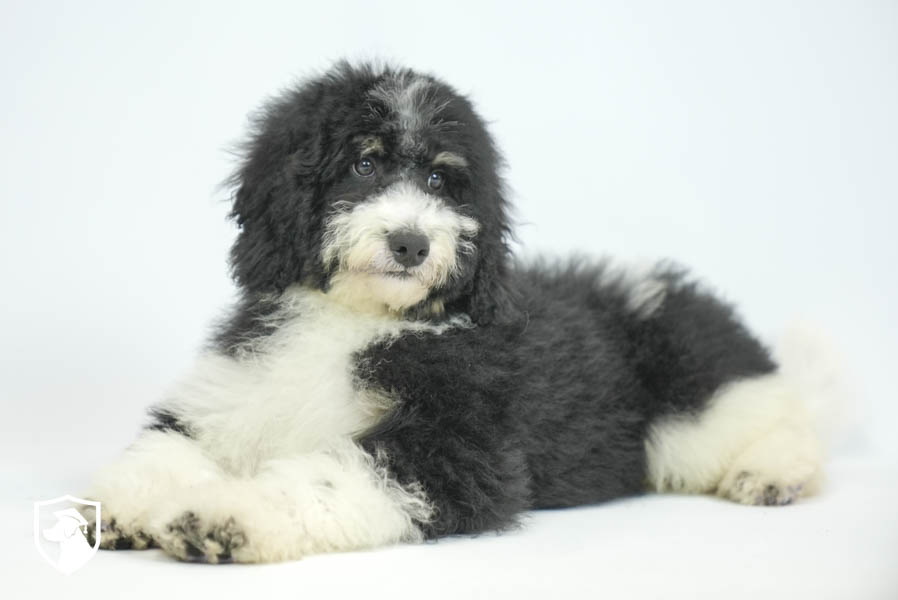 Sybil_Feb26_Brown_ 6.3.26-05722