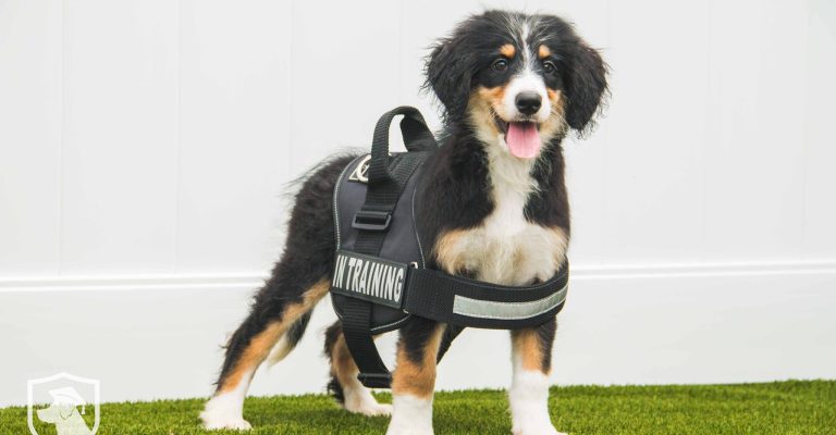 Bernedoodle_in_training