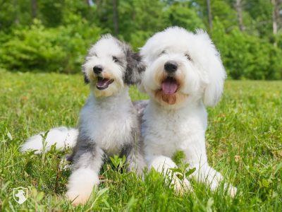sheepadoodles